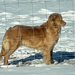Val - Nova Scotia Duck Tolling Retriever