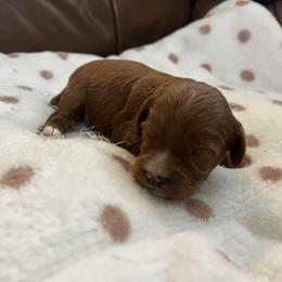 Beck - Red male Cavapoo puppy in Glendale, Arizona from Dashing Dogs