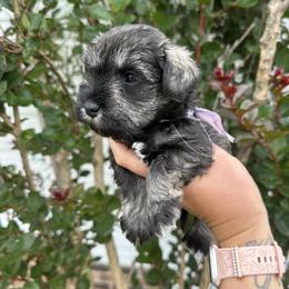 Light Purple Girl - Salt and pepper female Miniature Schnauzer puppy in Floyd, Virginia from Little River Puppies
