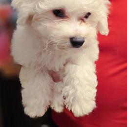 Bichon Frise Puppies from Abbott Animals