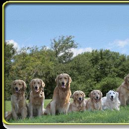 Golden Retriever All Grown Up from Gower Goldens
