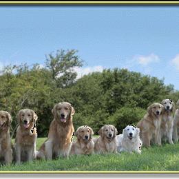 Golden Retriever All Grown Up from Gower Goldens