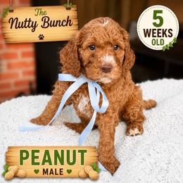 Peanut - Red  male Goldendoodle puppy in Miami, Florida from Jade’s Paws & Co. Of Miami LLC