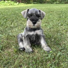 Lulu - Salt and pepper female Miniature Schnauzer puppy in Maynard, Minnesota from Linda Maus