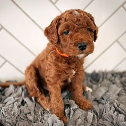 Goldendoodle Puppies from Goldendoodle Utah