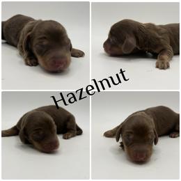 Hazelnut - Chocolate and cream female Dachshund puppy in Bartlesville, Oklahoma from Kippers Keepsake Dachshunds
