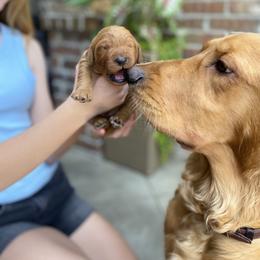 Goldendoodle Puppies from Bows & Ties Doodles