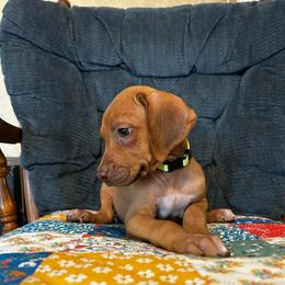 Girl 3 - Rd whtn brn nose female Rhodesian Ridgeback puppy in Ocala, Florida from DogWood Kennels