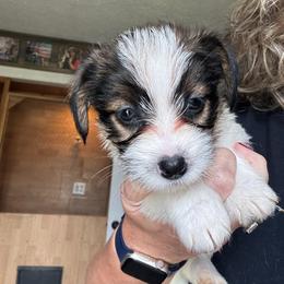 Breezy black collar - White and tan female Russell Terrier puppy in Viper, Kentucky from Mountain Top