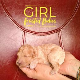 Frosted Flakes - Cream female Goldendoodle puppy in Cambridge, Minnesota from Country Meadow Doodles