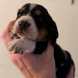 Addie - Black brown and white female Basset Hound puppy in Cadillac, Michigan from Garrow Danes House of Blues