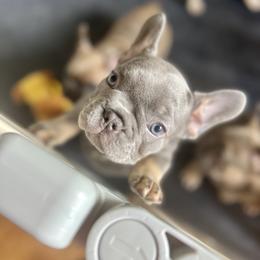 Jet - Tricolors French Bulldog puppy in Obetz, Ohio from Ferdulalux Frenchies