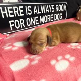 Mufasa AKC 3000 choc based red - Red male Dachshund puppy in Indian Trail, North Carolina from Hilda’s Teenie Weenies