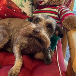 Elliot Monroe - Miniature Schnauzer