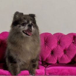 Lala - Pomeranian