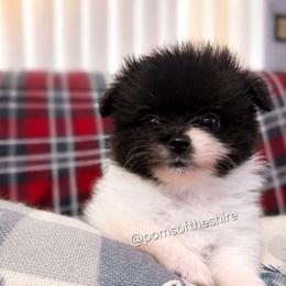 Rosie - Black parti female Pomeranian puppy in Boca Raton, Florida from Poms of The Shire