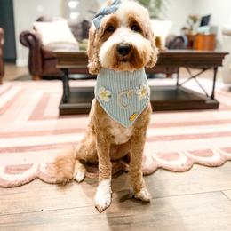 Penelope - Goldendoodle