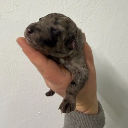 Crystal - Merle female Goldendoodle puppy in Windsor, Colorado from Front Range Family Doodles