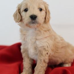 Corvette - Cream male Goldendoodle puppy in Pleasant Grove, Utah from Canterbury Canines