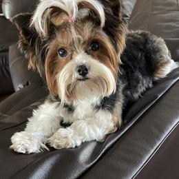 Yorkshire Terriers from Yorkies of Boston