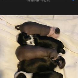 Chihuahua and Chinese Crested Puppies from Western Kentucky Chihuahua’s and Chinese Crested’s