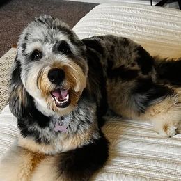 Millie - Bernedoodle