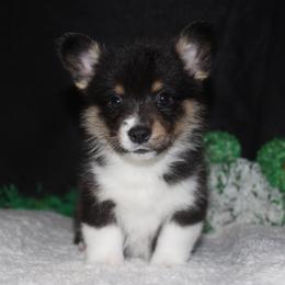 Reese - Black and tan male Pembroke Welsh Corgi puppy in Washington from Castle View Royal Rumps