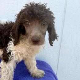 Lily - Parti female Poodle puppy in Meadowbrook, California from Standard Poodle Pups