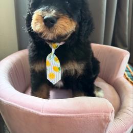 Bernedoodle, Cockapoo, and Goldendoodle Puppies from Avery Doodle Day LLC