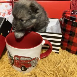 Pomeranian Puppies from Black Hills Pomeranians