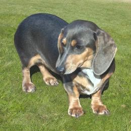 Bleu - Dachshund