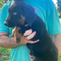 Galaxy - Black tri male Miniature American Shepherd puppy in Ruffin, North Carolina from Valkyrie Adventures