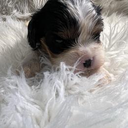 Max - Tri-color male Cavalier King Charles Spaniel puppy in Pearl River, New York from Cooltomin Cavaliers