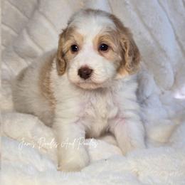 Sandbar - Merle female Bernedoodle puppy in Cleveland, Georgia from Jam's Doodles And Poodles