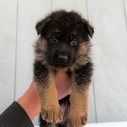 Female (Red Collar) - Black and red female German Shepherd puppy in Kamas, Utah from Uinta Mountain Shepherds