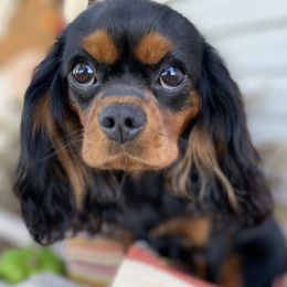 Penny - Cavalier King Charles Spaniel