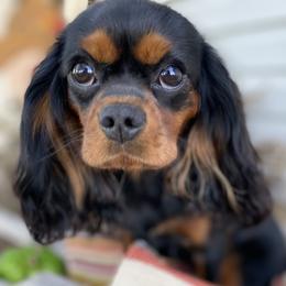 Penny - Cavalier King Charles Spaniel