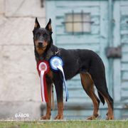 Tina - Beauceron