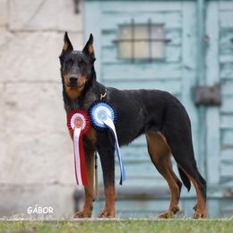 Tina - Beauceron