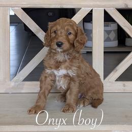 Onyx - Red  male Goldendoodle puppy in Beverly Hills, Florida from Bundle of Joy Doodles