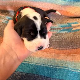 Red collar boy - Mantle male Great Dane puppy in Centennial, Colorado from Vanmar Great Danes of Colorado