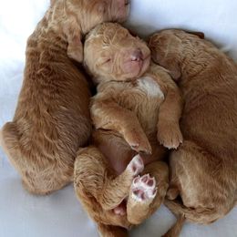 Goldendoodle, Labradoodle, and Poodle Puppies from Don't Forget to Doodle