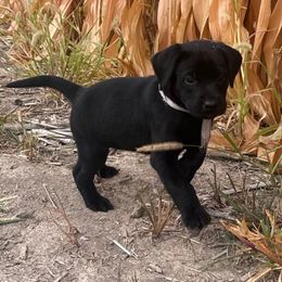 Gray collar - Black male Labrador Retriever puppy in Decatur, Indiana from Golden Bundles