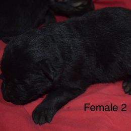 German Shepherd Puppies from Kraften K9