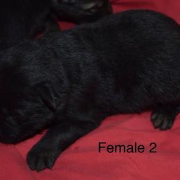 German Shepherd Puppies from Kraften K9