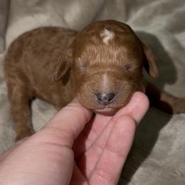 Blue boy - Red male Cavapoo puppy in Redding, California from Lipscomb Doodles