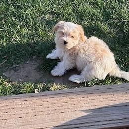 Girl 4 - Cream female Havanese puppy in Melba, Idaho from Lawson Havanese
