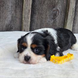 Honey - Tri-color female Cavalier King Charles Spaniel puppy in Preston, Maryland from Katie's Pups