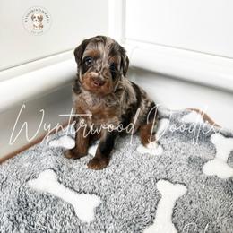 Aurora - Ms. Pink - Chocolate merle female Bernedoodle puppy in Tomball, Texas from Wynterwood Doodles