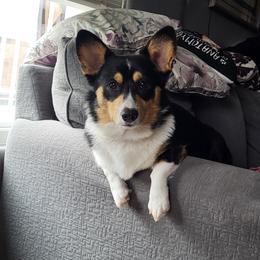 Pembroke Welsh Corgi Puppies from Dash'n Corgis of AZ